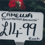 Featured image for 6 Affordable Camera Brands That Pack Pro Features 2025