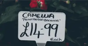 Featured image for 6 Affordable Camera Brands That Pack Pro Features 2025